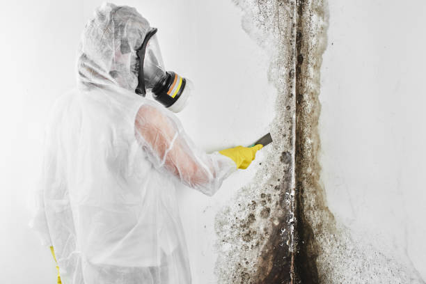 Best DIY Mold Remediation Support Services in Lake St Louis, MO