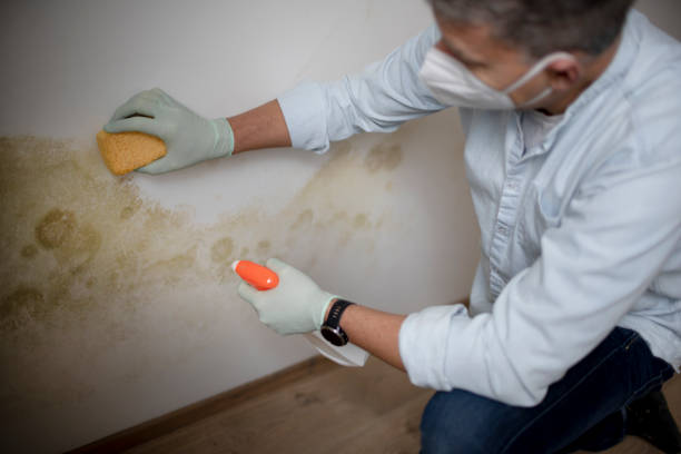 Best Basement Mold Remediation in Lake St Louis, MO